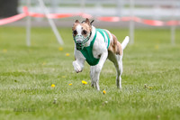 WRA, Prg 1, Race 1, Puppy, Sprig Gnocchi-8230