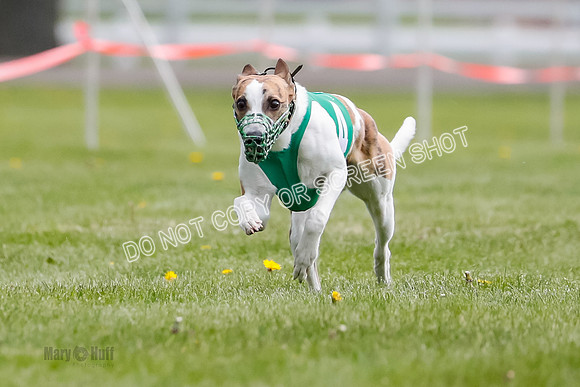 WRA, Prg 1, Race 1, Puppy, Sprig Gnocchi-8230