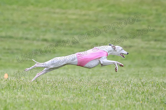 Prelim Open E3, Siren Martini Bee-9112