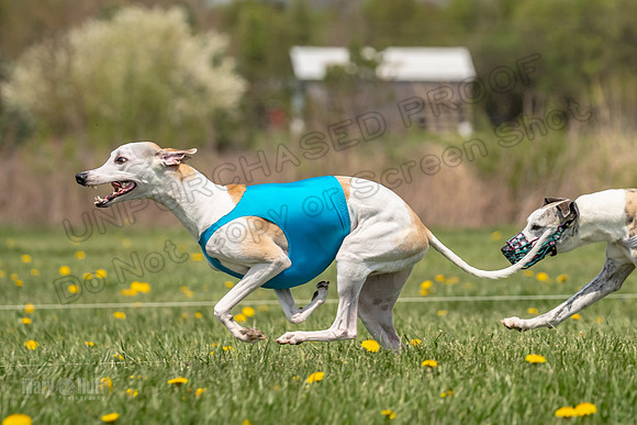Finals Open F4 Easy Fenn Ace-3960