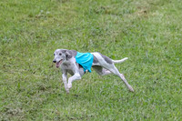 Prelim Veteran 1, Akela Ricky Bobby Blue-6277