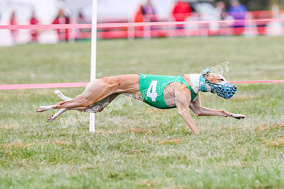 Prg 1, race 12, Gibbs Java Watson Tsunami-0862