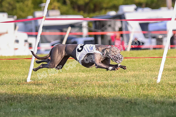 Prg 1, race 3, Dandylion Moki Elevenes Shelby-0613