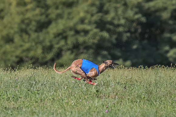 1 Prelims Fch B2 Cooper Prim Treble-9738