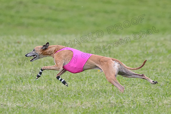 Prelim Veterans 4, Smokey Vulcan Justice-0180