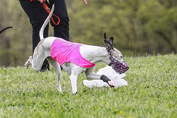 Finals Open C3, Sparky Margot Shine-0742