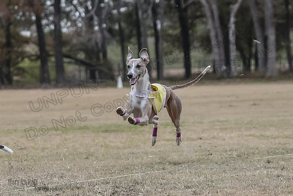 Finals Open 4 Rigel Trixie-4132