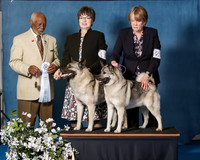 Elkhound 2020-1194