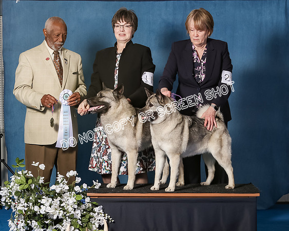 Elkhound 2020-1194