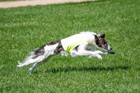 Silken Windhound Prelim, Finnegan-2961