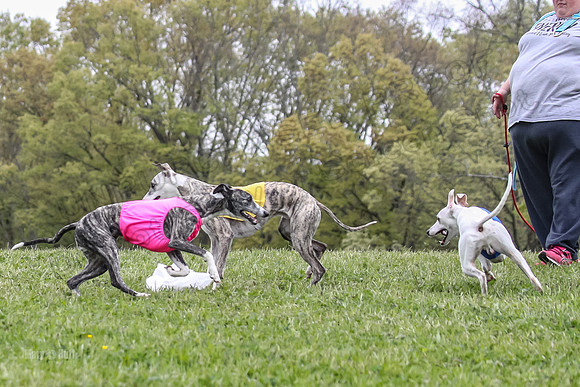 Finals Open C4, Ripley Prim Synner-0777