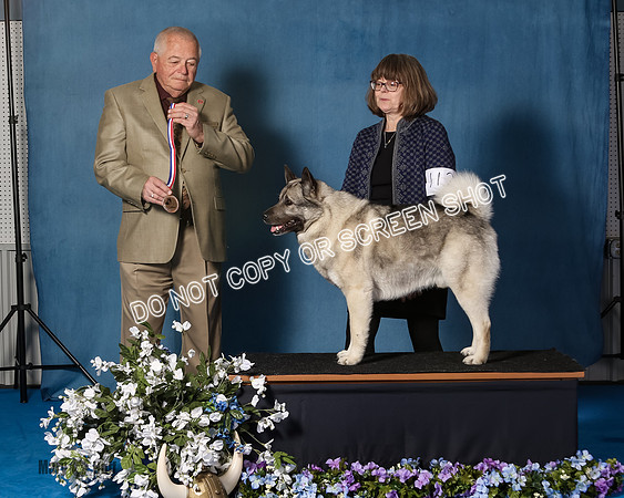Elkhound 2020-1076