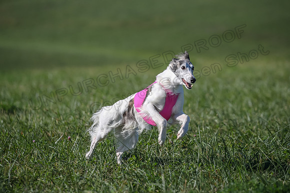 1 Prelims Fch 1 Kelso Wiings Foxy-5562