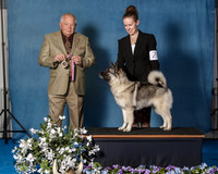 Elkhound 2020-1088