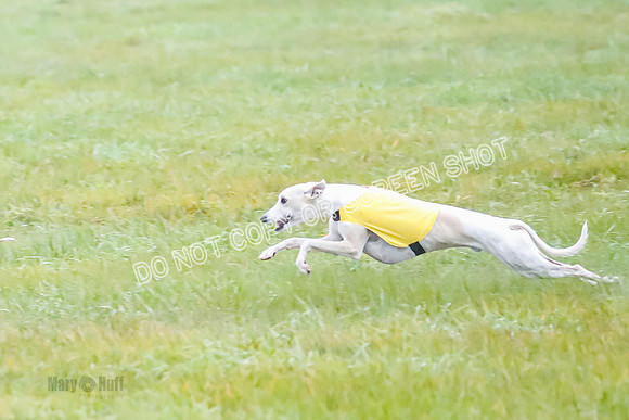 Prelim, Open 2, W, Scotty-Scarlet-Spock-0495