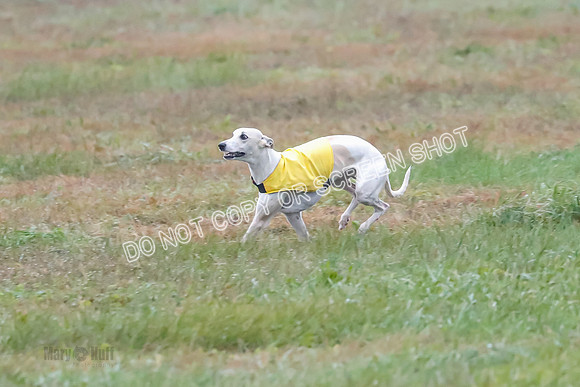 Prelim, Open 2, W, Scotty-Scarlet-Spock-0536
