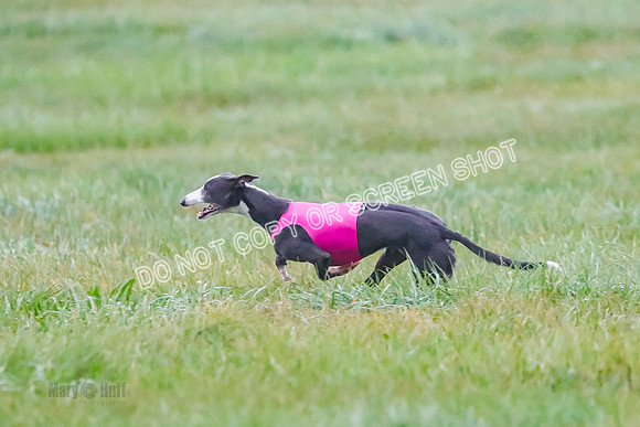 Prelim, Open 4, W, Tie Dye-Voodoo-S'More-0656