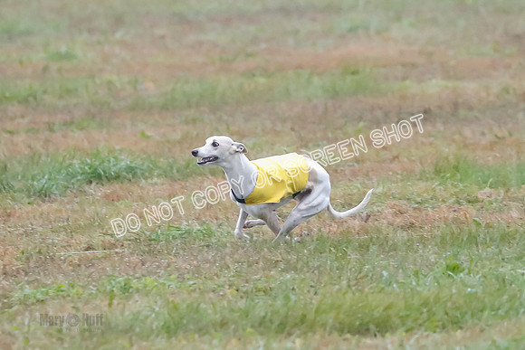 Prelim, Open 2, W, Scotty-Scarlet-Spock-0537