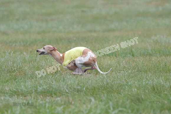 Prelim, Open 3, W, Katana-Aerie-Clark -0599