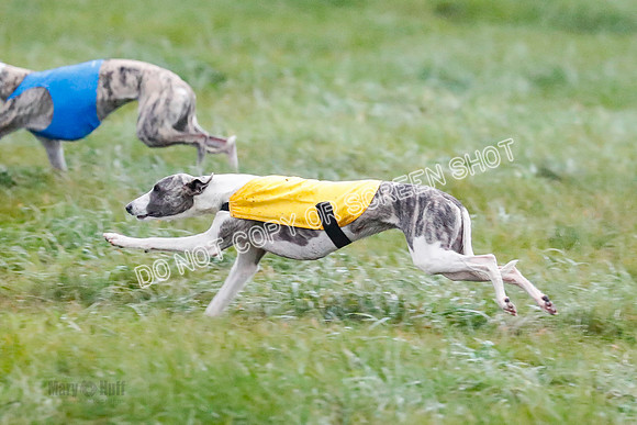 Prelim, Open 1, W, Britta-Booster-Clara-0464