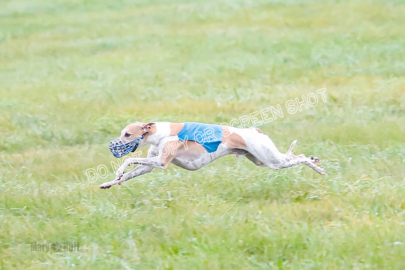 Prelim, Open 2, W, Scotty-Scarlet-Spock-0508