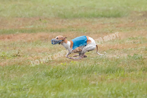 Prelim, Open 2, W, Scotty-Scarlet-Spock-0531