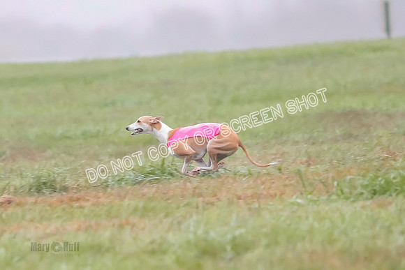 Prelim, Open 2, W, Scotty-Scarlet-Spock-0516