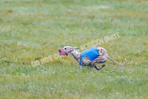 Prelim, Open 1, W, Britta-Booster-Clara-0450