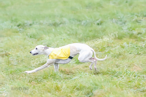 Prelim, Open 2, W, Scotty-Scarlet-Spock-0505