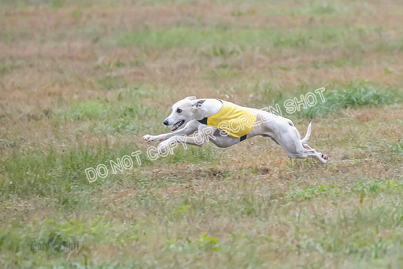Prelim, Open 2, W, Scotty-Scarlet-Spock-0539