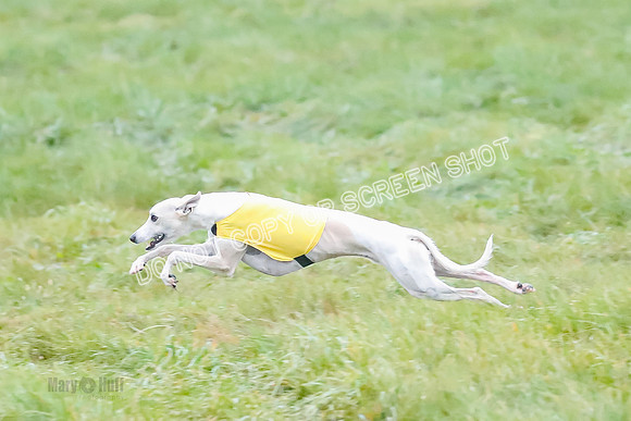 Prelim, Open 2, W, Scotty-Scarlet-Spock-0504