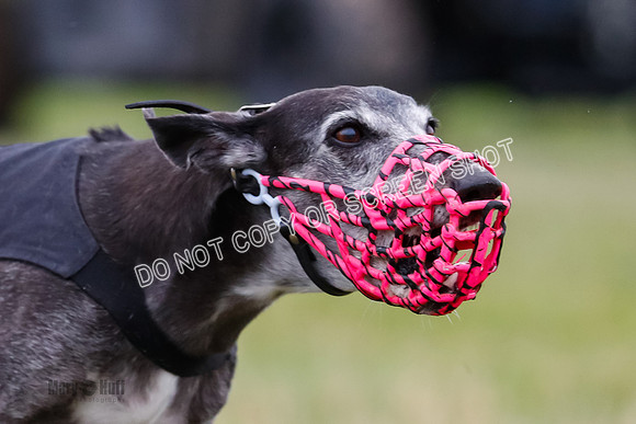Prg 3, Race 2, Chuck-Tusi-Smokey-Raz-Angel-Nathalia-1068