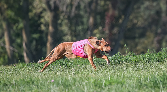 1 Prelims Vet 2 Xena Libby-5286