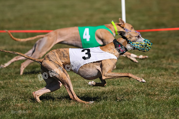 Prg 3, Race 11, Jamie Thunder Dusty Rarity-2236