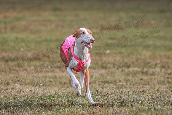 1 Prelims Fch 2 Jadis Beastie Ginny-0789