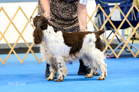 Veteran Dog 7-9