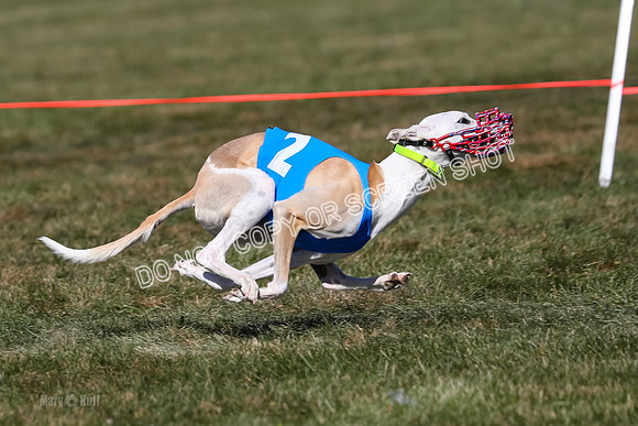 Prg 4, Race 3, Fortuna Rosie Mika Warrior-2545