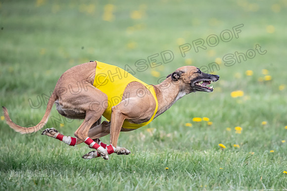 1 Prelim FCh A3 Treble Vengeance-6690