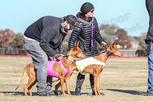 1Prelims Vet 1 Caper Copper-0942