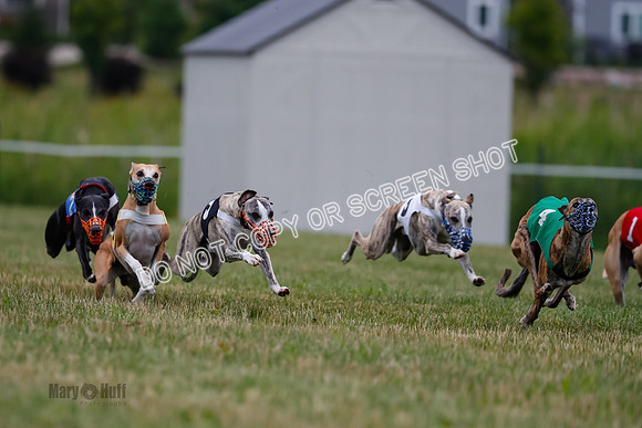 Prg 2, Race 4, Marty, Bogie, Denim, Meatloaf, Blaze, Raz-0996