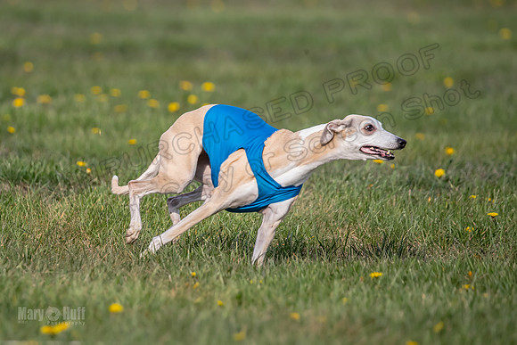 1 Prelim Veterans 1 Bandit Justice Raya-6807