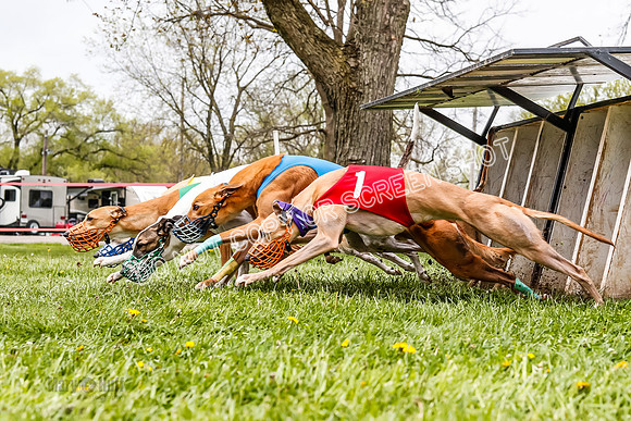 WRA, Prg 3, Race 11, Whammy Rogue Jigsaw Bookie Navi Chase-9260