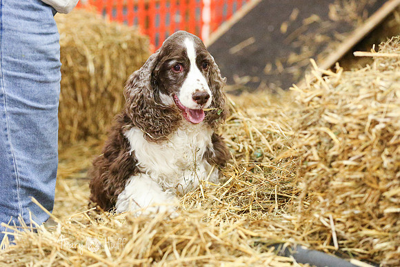 MCH54416