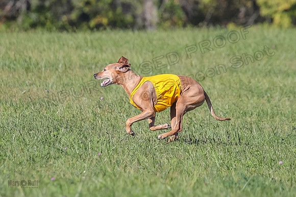 1 Prelims Vet 2 Xena Libby-5349