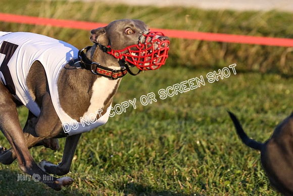MCH76965 Pup, Jubilee, Java, Tony