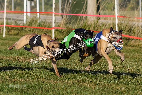 MCH77103-2  Bam, Vander, Bomba, Titon-S, Puma, Mater