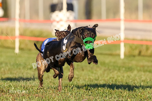 MCH76977  MsSeaBee, Wicca, Tutu, Macy-T, JoJo