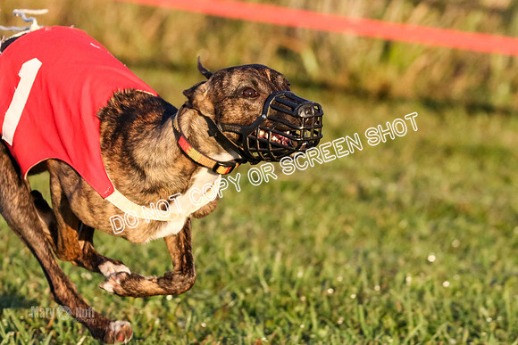 MCH76949 Pup Ziti, Spirit, Joplin