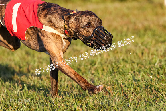 MCH76948 Pup Ziti, Spirit, Joplin