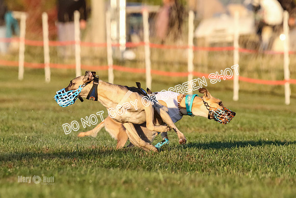 MCH76939 Pup Ziti, Spirit, Joplin